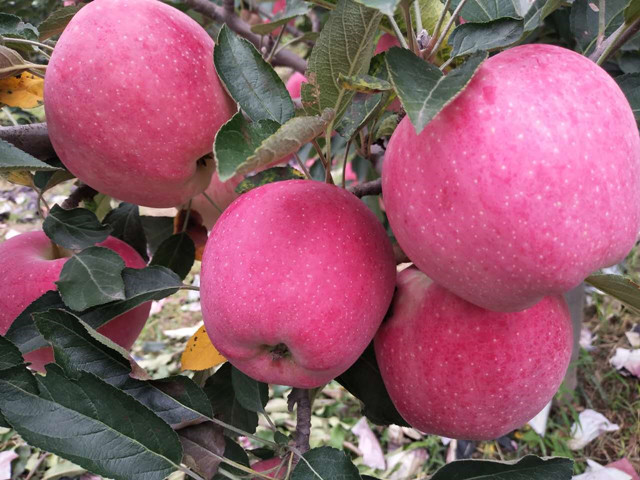 果樹(shù)葉面肥,葉面肥,拉姆拉,翠姆