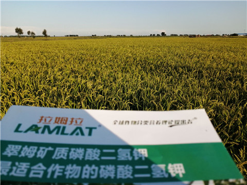 葉面肥，磷酸二氫鉀