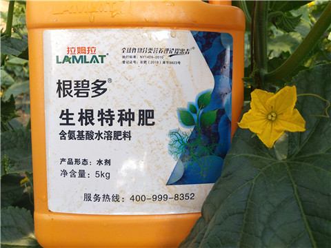 根碧多，菌劑，安碧解