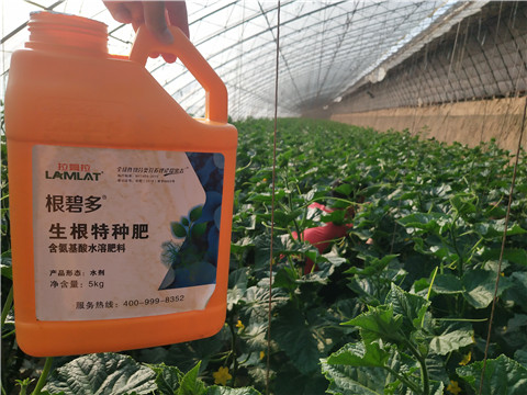 根碧多，菌劑，安碧解