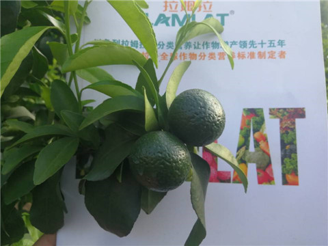 菌劑，水溶肥，