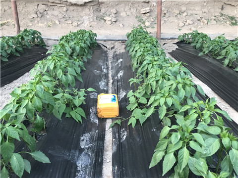 生根劑，根碧多