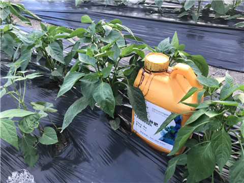 生根劑，根碧多