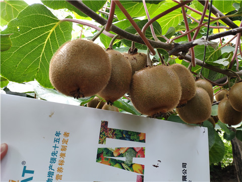 磷酸二氫鉀，葉面肥