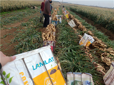 水溶肥，拉姆拉，翠姆