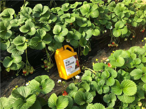 水溶肥，拉姆拉