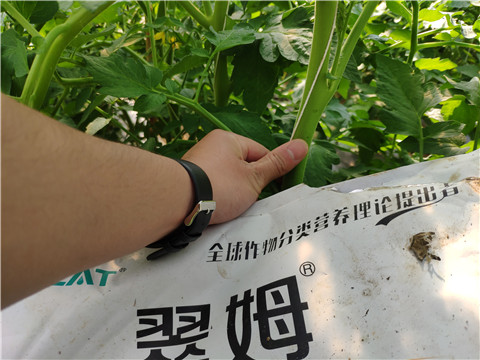 菌劑，拉姆拉