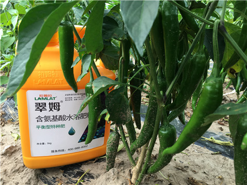 根碧多，微生物菌，葉面肥