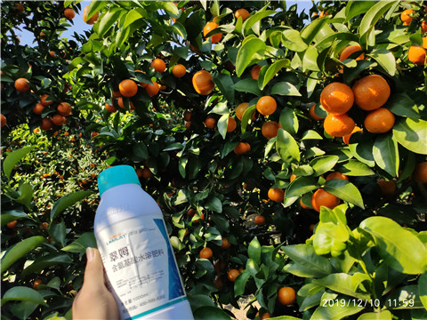 硼肥，拉姆拉