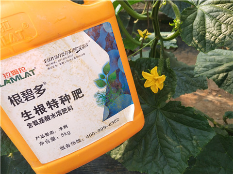 拉姆拉，根碧多，微生物菌劑