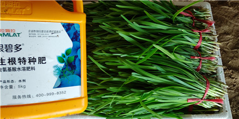 根碧多，拉姆拉