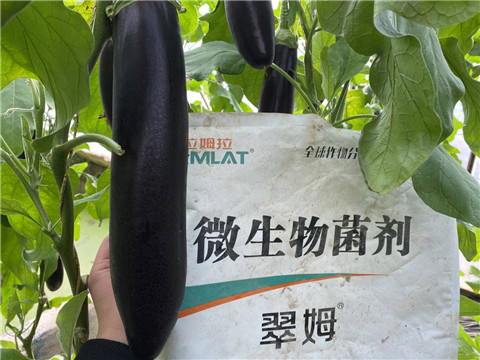 微生物菌劑，拉姆拉