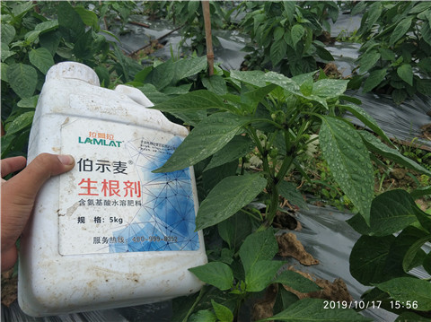 生根劑，伯示麥