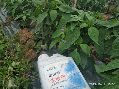 生根劑，伯示麥