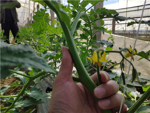 微生物菌劑 ，拉姆拉翠姆