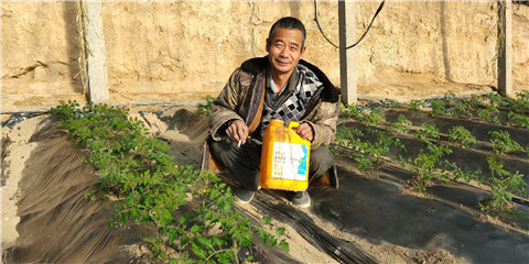 生根劑，拉姆拉