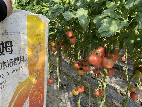 水溶肥，拉姆拉 