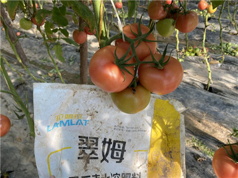 水溶肥，拉姆拉 