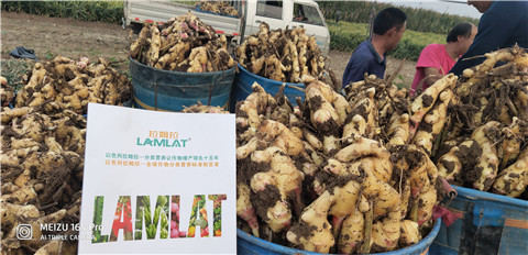 微生物菌劑，拉姆拉