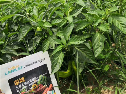 根碧多，拉姆拉