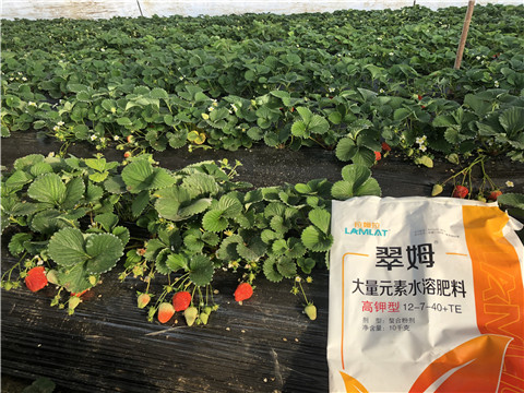 水溶肥，葉面肥，根碧多