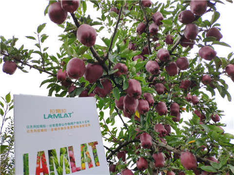 水溶肥 拉姆拉，翠姆