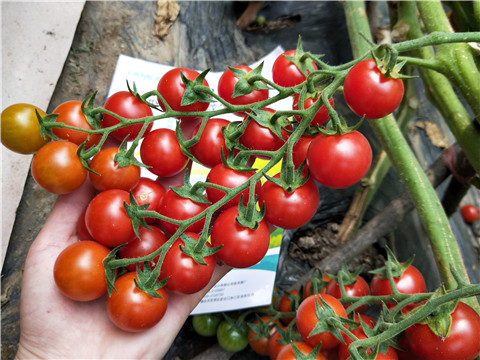 磷酸二氫鉀，鈣肥，根碧多