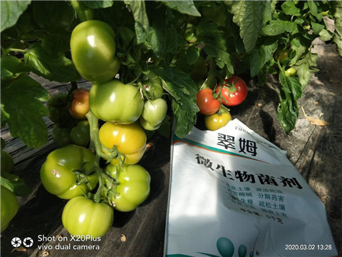 微生物菌劑，根碧多，磷酸二氫鉀