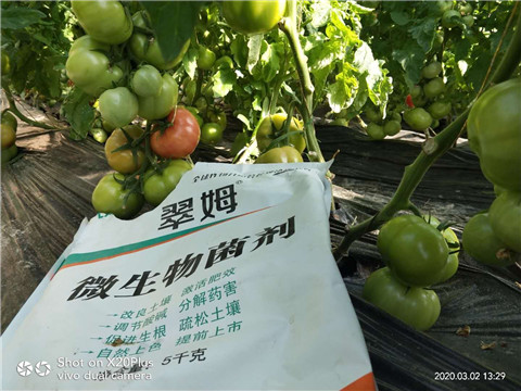 微生物菌劑，根碧多，磷酸二氫鉀