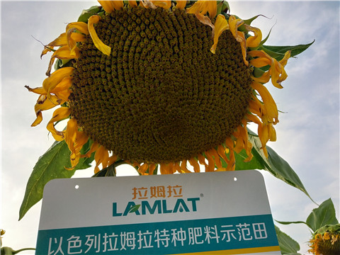 微生物菌劑，根碧多