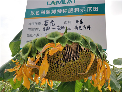 微生物菌劑，根碧多