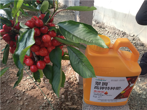 水溶肥，根碧多