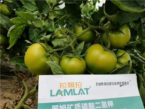 磷酸二氫鉀，鈣肥，水溶肥