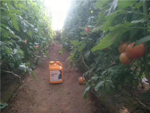 根碧多，微生物菌劑