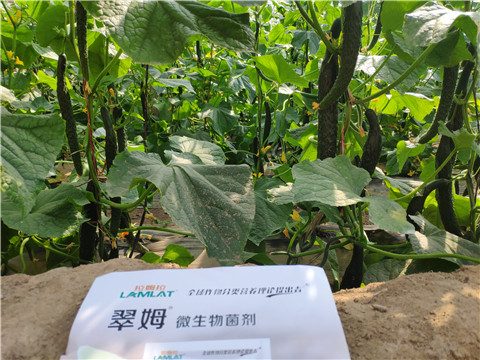 微生物菌劑，根碧多，水溶肥