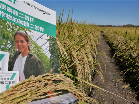 葉面肥，磷酸二氫鉀，安碧解