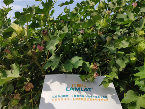 魚蛋白水溶肥，拉姆拉，翠姆