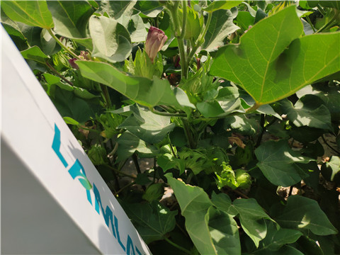 魚蛋白水溶肥，拉姆拉，翠姆