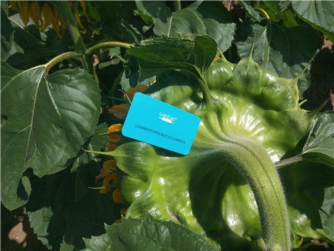 水溶肥 ，葉面肥，伯示麥