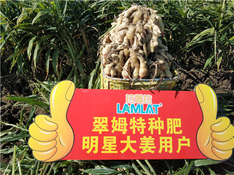 微生物菌劑，拉姆拉