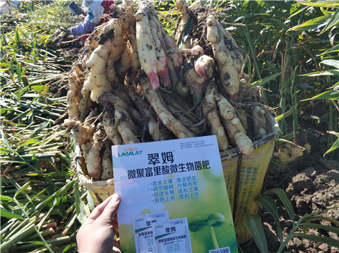 微生物菌劑，拉姆拉