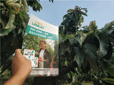 葉面肥，硼肥，磷酸二氫鉀