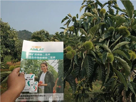 葉面肥，硼肥，磷酸二氫鉀