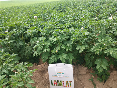 沖施肥，水溶肥，伯示麥