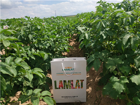 沖施肥，水溶肥，伯示麥