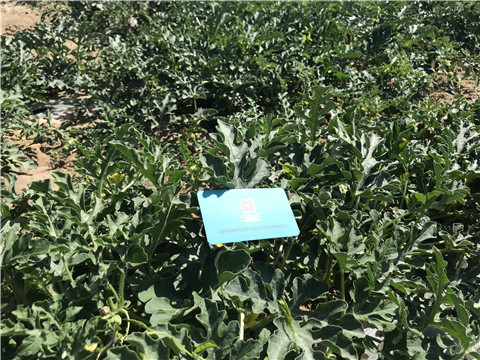 微生物菌劑，磷酸二氫鉀