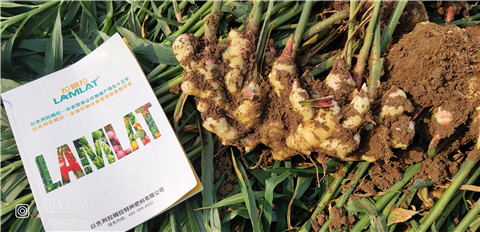 水溶肥，大姜，拉姆拉