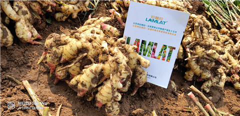 水溶肥，大姜，拉姆拉