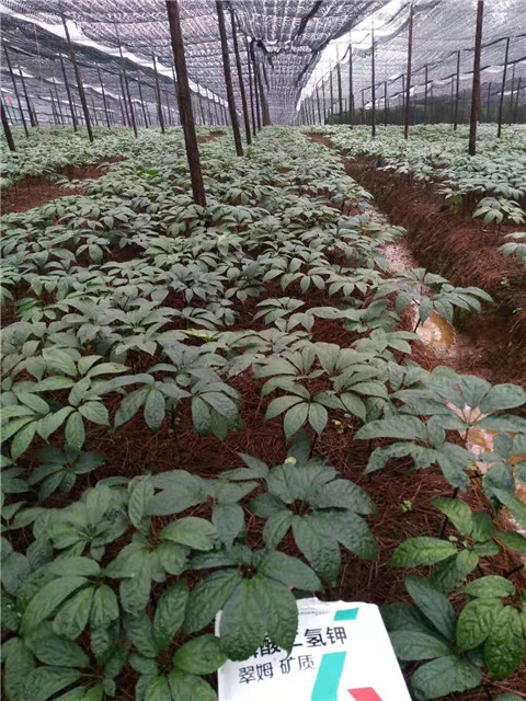 磷酸二氫鉀，安碧解，