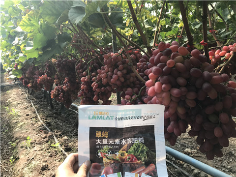 水溶肥，拉姆拉